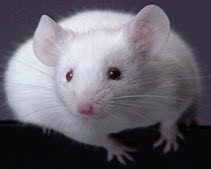 mouse.gif (31049 bytes)